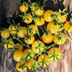 Gnocchi di Limon Cherry Tomato