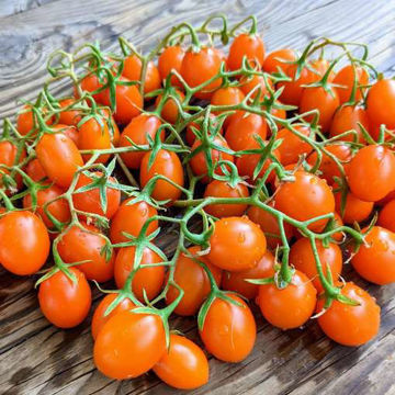 Golden Grape Cherry Tomato Golden Grape Cherry Tomato