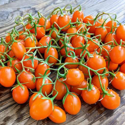 Golden Grape Cherry Tomato