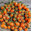 Golden Grape Cherry Tomato