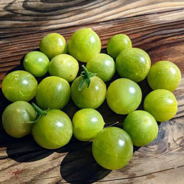 Jade Gem Cherry Tomato Jade Gem Cherry Tomato