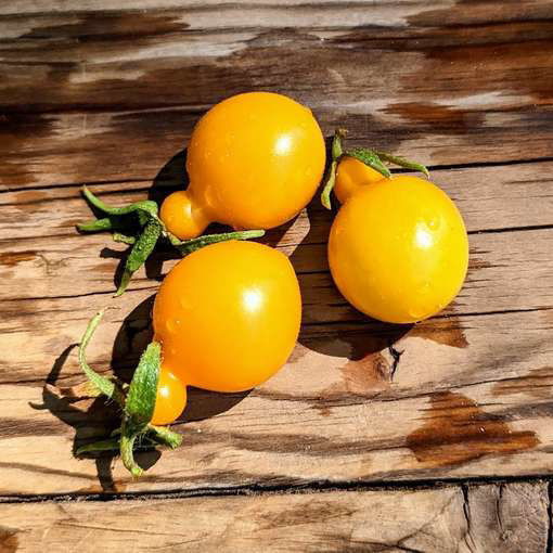 Perun Cherry Tomato