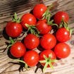 Primabella Cherry Tomato