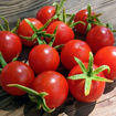 Primabella Cherry Tomato