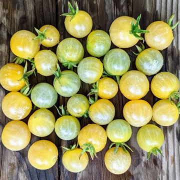 Reinhard Krafts Goldkirsche Cherry Tomato Reinhard Krafts Goldkirsche Cherry Tomato