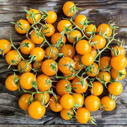 Sunviva Cherry Tomato