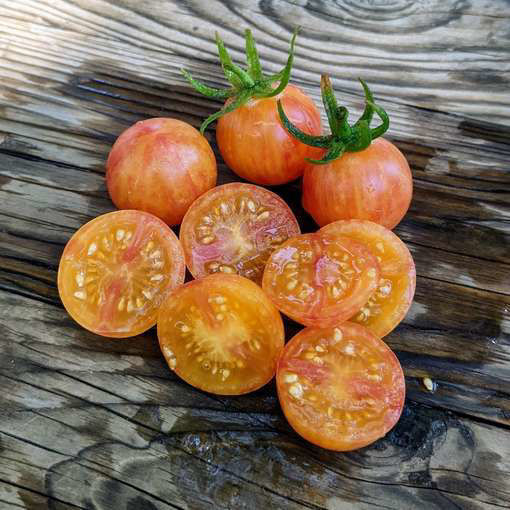 Tropical Sunset Cherry Tomato