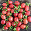 Wheatley´s Frost Resistant Cherry Tomato