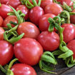 Wheatley´s Frost Resistant Cherry Tomato