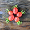 Wheatley´s Frost Resistant Cherry Tomato