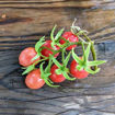 Wheatley´s Frost Resistant Cherry Tomato