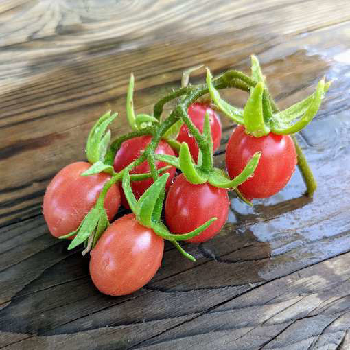 Wheatley´s Frost Resistant Cherry Tomato-Meraki Seeds