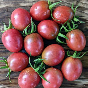 Ace’s High Cherry Tomato Ace’s High Cherry Tomato
