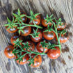 Blevio Cherry Tomato