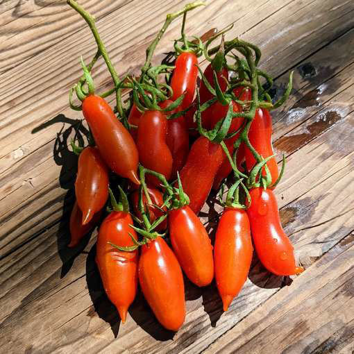 Bowling Pin Cherry Tomato