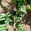 Mooncalf Cherry Tomato