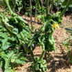 Mooncalf Cherry Tomato