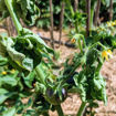 Mooncalf Cherry Tomato