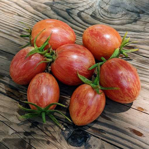 Taste Patio Cherry Tomato