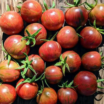 Vernissage Red Cherry Tomato Vernissage Red Cherry Tomato