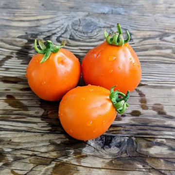 Aladdin’s Lamp Tomato Aladdin’s Lamp Tomato