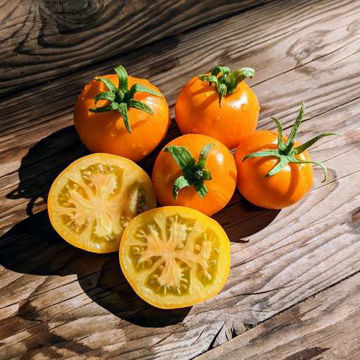 AAA Sweet Solano Tomato AAA Sweet Solano Tomato