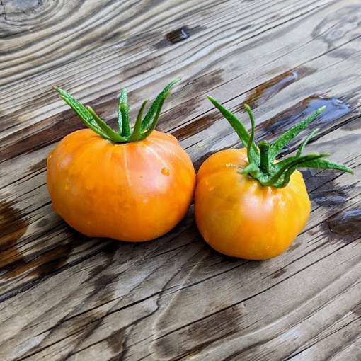 Earl of Edgecombe Tomato