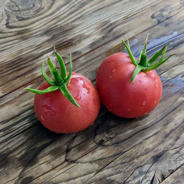 Eva Purple Ball Tomato Eva Purple Ball Tomato