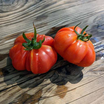 Ficarazzi Tomato Ficarazzi Tomato