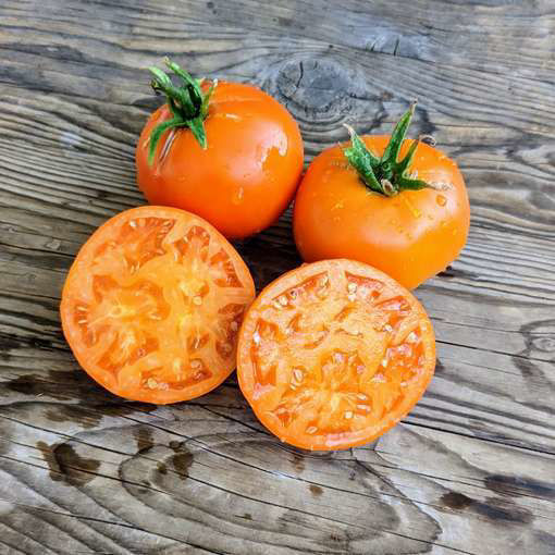 Golden Green Tomato