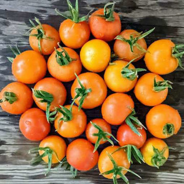 Petit Ananas Tomato Petit Ananas Tomato