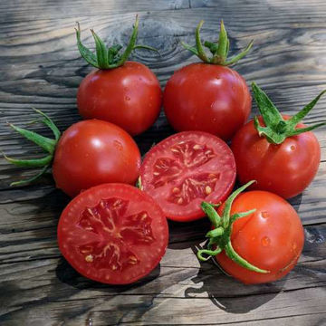Rondobella Tomato Rondobella Tomato