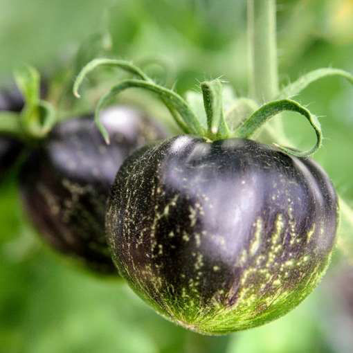 The Musketeers Tomato