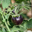 The Musketeers Tomato