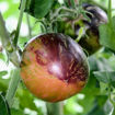 The Musketeers Tomato