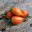 Pink Flamingo Striped Tomato