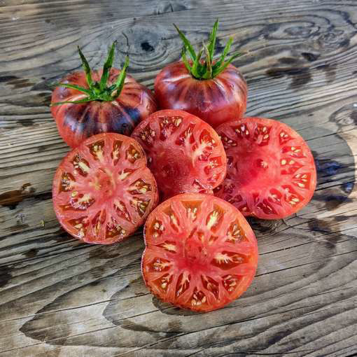 Aurora Blue Tomato