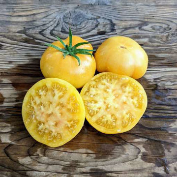 Dagma’s Perfection Tomato Dagma’s Perfection Tomato
