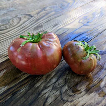 DB Cooper Tomato DB Cooper Tomato