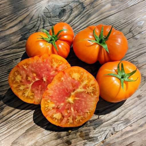 Golden Cherokee Tomato