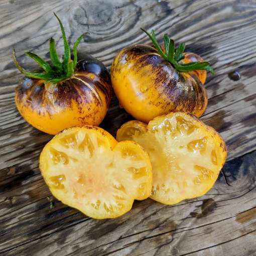 Great Yellow Blue Tomato