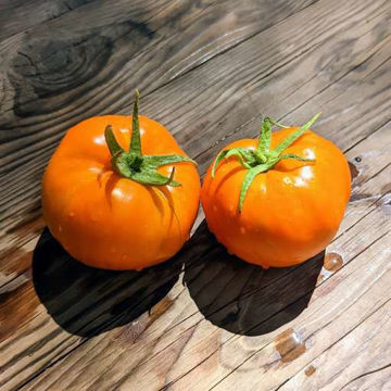 Kozula 100 Tomato Kozula 100 Tomato