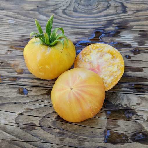 Mikado White Tomato