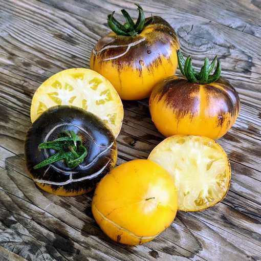 Purple Sunrise Tomato