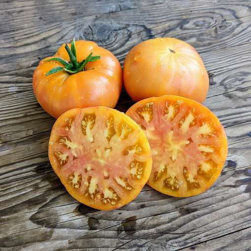 Starburst Nebula Tomato