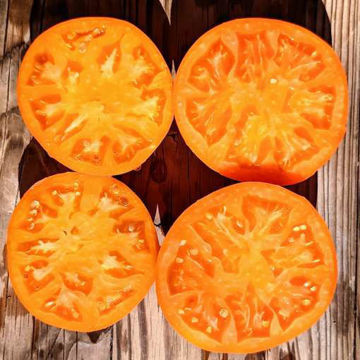 Big Orange Beefsteak Tomato Big Orange Beefsteak Tomato