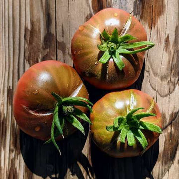 Black Magic Beefsteak Tomato Black Magic Beefsteak Tomato