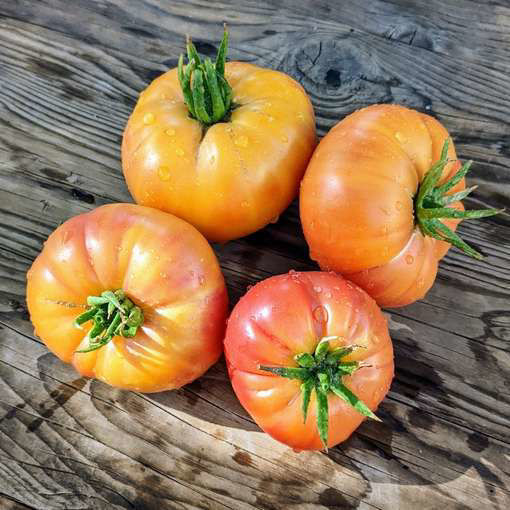 Burracker’s Favorite Beefsteak Tomato