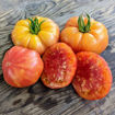 Burracker’s Favorite Beefsteak Tomato