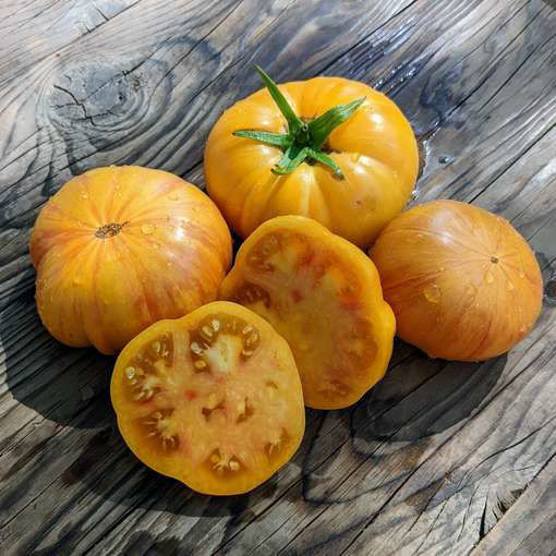 Eva's Amish Stripe Beefsteak Tomato